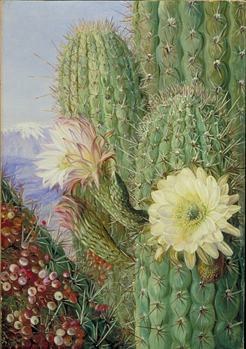 A Chilean Cactus in flower and its leafless Parasite in fruit