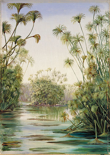 Papyrus or Paper Reed growing in the Ciane, Sicily