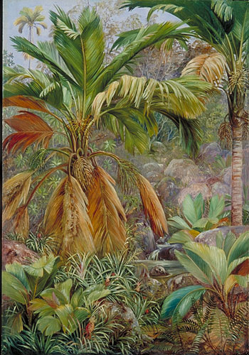 Wild Pine Apples, and Stevensonia and other Palms, Praslin