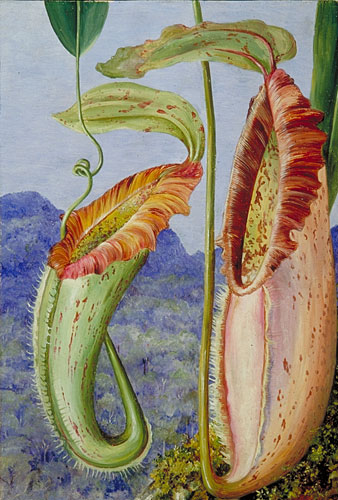 A new Pitcher Plant from the limestone mountains of Sarawak, Borneo