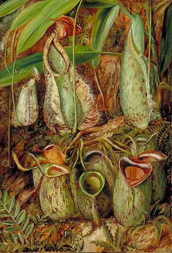 Other species of Pitcher Plants from Sarawak, Borneo