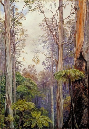 Gum Trees and Tree Ferns, Victoria