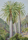 Chilean Palms in the Valley of Salto