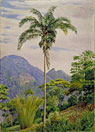 Tijuca, Brazil, with a Palm in the foreground