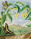 Yellow Bignonia and Swallow-tail Butterflies with a view of Congonhas, Brazil