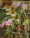 Brazilian Orchids