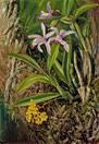 Brazilian Orchids and other Epiphytes