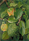 Foliage, Flowers, and Fruit of the Soursop, Brazil