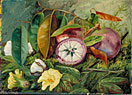 Foliage, Flowers, and Seed-vessels of Cotton, and Fruit of Star Apple, Jamaica
