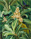 Foliage and Flowers of the Loquat or Japanese Medlar