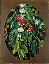 (oval) Foliage, flowers, and fruit of the Coffee, Jamaica