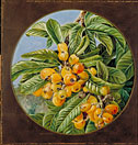 (round)  Foliage and Fruit of the Loquat, or Japanese Medlar, Brazil
