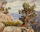 Old Cypress or Juniper Tree, Nevada Mountains, California