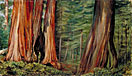 The Mariposa Grove of Big Trees, California