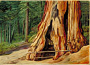 Home of an Old Trapper in the Trunk of a Big Tree, Calaveras Grove, California
