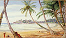 Cocoanut Palms on the coast near Galle, Ceylon