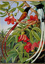 Foliage and Flowers of the Red Cotton Tree and a pair of Long-Tailed Fly-catchers, Ceylon