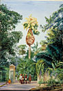 Talipot Palm, near the Botanic Garden, Peradeniya, Ceylon