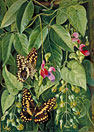 Two climbing plants of St John's, and Butterflies