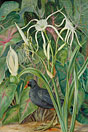 A Swamp Plant and Moorhen, Seychelles