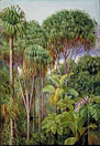 Screw-Pines, Palms, Tree-Ferns, and Cinnamon Trees on the hills of Mahe