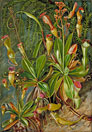 The Seychelles Pitcher Plant in blossom and Chameleon