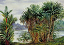 A Clump of Screw Pine and Palm with a glimpse of the river, Sarawak