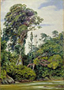 Tree covered with Epiphytes, and a Palawan tree, Sarawak