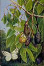 Foliage and Fruit of the Kenari and Butterfly, Java