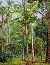 Group of Palms, Botanic Garden, Buitenzorg, Java