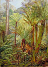 Tree Ferns in Victoria, with a nest of the Lyre Bird