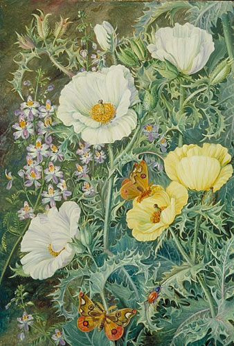 Mexican Poppies, Chilian Schizanthus and Insects