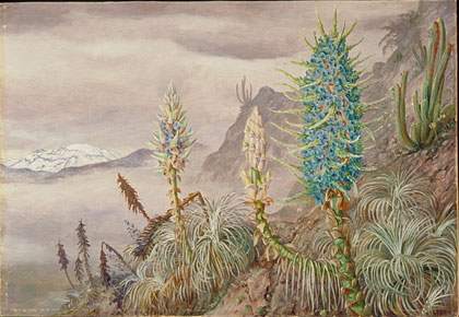 The Blue Puya and Cactus at home in the Cordilleras, near Apoquindo, Chili