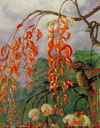 Flowers of a Coral Tree and King of the Flycatchers, Brazil