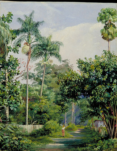 Road near Bath, Jamaica, with Cabbage Palms, Bread Fruit, Cocoa,  and Coral Trees