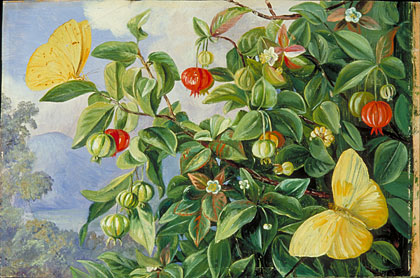Foliage, Flowers and Fruit of the Pitanga, and Sulphur Butterflies, Jamaica
