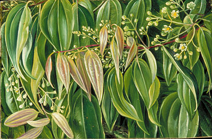Foliage and Flowers of the Cinnamon Tree