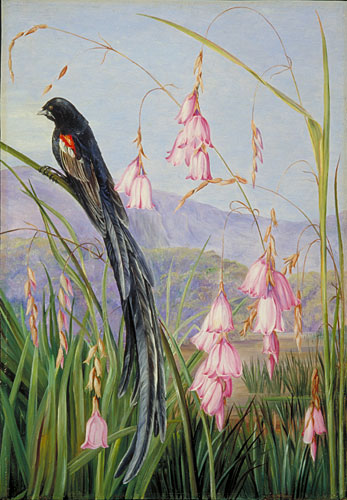 Pendulous Sparaxis and Long-tailed Finch in Van Staaden's Kloof