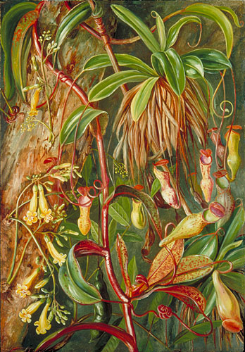 Seychelles Pitcher Plant and Bilimb Marron