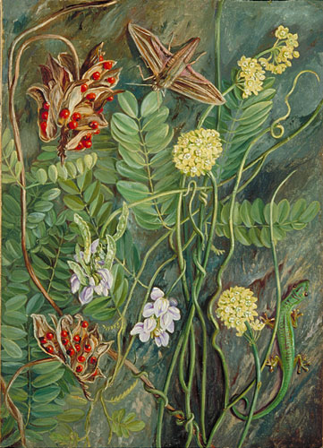 Two trailing-plants with Lizard and Moth from Ile Aride, Seychelles