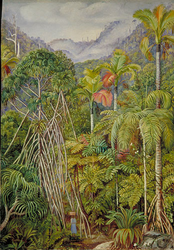 Screw-Pines, Palms, and Ferns, from the path near Venn's Town, Mahe