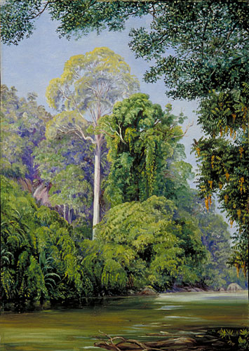 The Tapang-Tree, Sarawak, Borneo