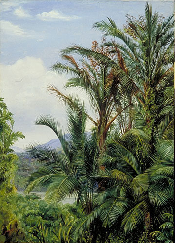 Sago Palms in flower, with a glimpse of the river at Sarawak, Borneo
