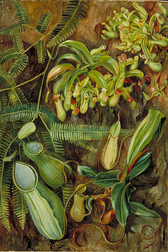 Pitcher Plants with Fern behind, Sarawak, Borneo