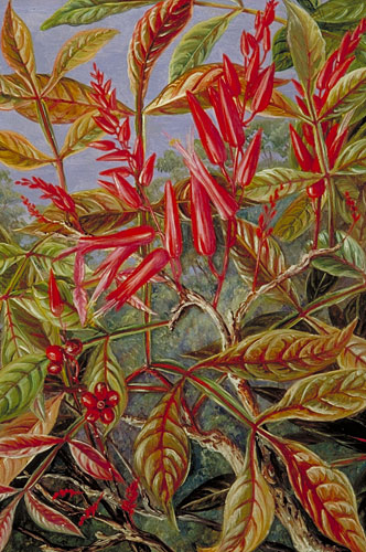 Bitter wood in flower and fruit, painted at Sarawak