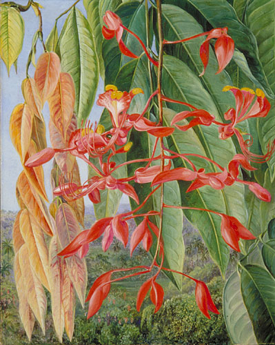 Foliage and Flowers of the Burmese Thaw-ka or Soka, painted at Singapore