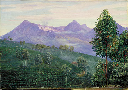 Another View of Papandayang, with Jak fruit Tree in the foreground
