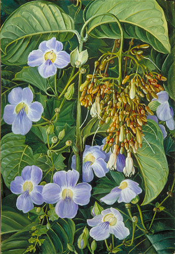 Blue-flowered Climber and a common Swamp Plant of Sarawak, Borneo