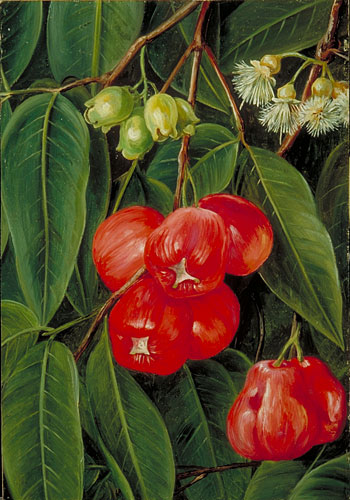 Flowers and Fruit of the Jamboa Boll, Java