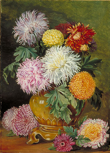 Japanese Chrysanthemums, cultivated in this country
